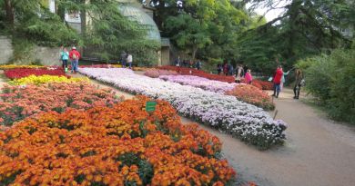 Экскурсии в Бал хризантем в Никитском ботаническом саду из Береговое (бывший Кастрополь) 2024